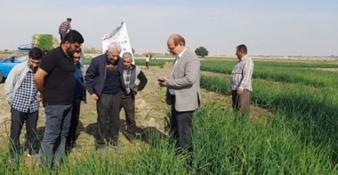 مدیریت نوین کاشت پیاز؛ راهی برای جهش عملکرد در مزارع بهبهان
