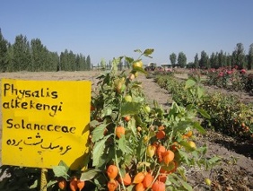 ایجاد کلکسیون ۲۱۸ گونه گیاهی اندمیک شمال غرب در استان اردبیل