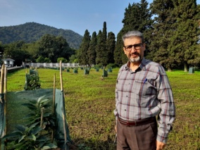 توصیه‌های فنی برای کنترل و  کاهش ریزش برگ، گل و میوه در درختان آووکادو