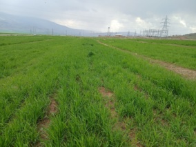 فناوری‌های نوین دیم‌کاری برای کشاورزان استان ایلام