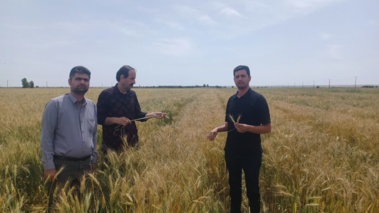 تداوم پایش میدانی تولید بذر در قطب بذر گندم ایلام