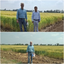 بازدید مجری مسئول زنگ زرد گندم از ایستگاه تحقیقاتی شاوور