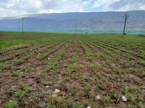 مزارع الگویی نخود؛ سکوی جهش دانش‌بنیان کشاورزی در چرداول