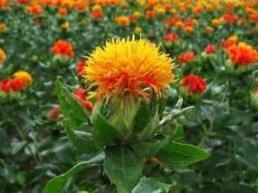 ورود ارقام نوین گلرنگ «چابک» و «پگاه» به میدان؛ گامی مؤثر برای توسعه کشت گیاه کم‌آب بر روغنی در فارس و اصفهان