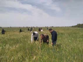 تولید هسته‌های اولیه بذری گندم و جو دیم؛ آغاز فصل جدیدی در ارتقای پایداری و بهره‌وری کشاورزی در ایلام