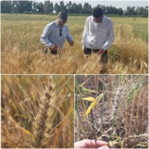 بازدید رئیس بخش گیاه‌پزشکی و محقق علف‌های هرز از پروژه‌های تحقیقاتی ایستگاه شاوور خوزستان