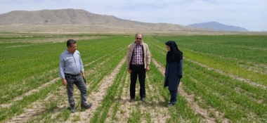 از مزارع پایلوت طرح PNT گندم دیم "مدیریت تغذیه نیتروژن در شرایط دیم"