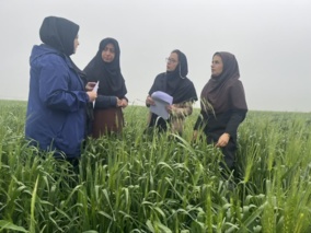 نظارت تخصصی بر طرح نوین «کودآبیاری» در علی‌آباد کتول توسط محقق مرکز تحقیقات و آموزش کشاورزی