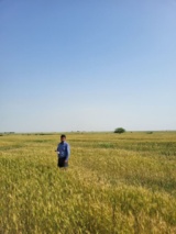 بازرسی مزارع پیمانکاران تولید بذر گندم شرکت مهرخرسان دشت عباس با سامانه نظارت الکترونیک