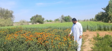 گامی بلند به سوی خوداتکایی گلرنگ در بلوچستان: کاشت ۱۰ رقم و لاین زودرس و بدون خار در ایستگاه تحقیقاتی بمپور
