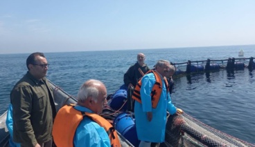 پرورش نسل ششم ماهی آزاد دریای کاسپین در قفس‌های دریایی محقق شد