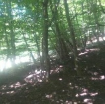 جنگل‌های هیرکانی در امان از آفات