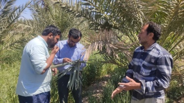 بازدید محقق مرکز سمنان (شاهرود) از مزارع طرود برای بررسی آفات سیر و نخل