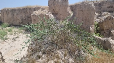 بررسی تغییرات پوشش گیاهی در پی نزولات آسمانی