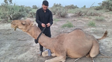 برای نخستین بار در خوزستان؛ رهیابی شتر با «ساربانیار» در شوش اجرا شد