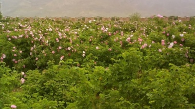 شناسایی 40 ژنوتیپ گل‌محمدی در ایران/ ژنوتیپ‌های گل‌محمدی باید شناسنامه‌دار شوند