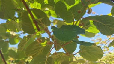 چالش پوسیدگی کیوی