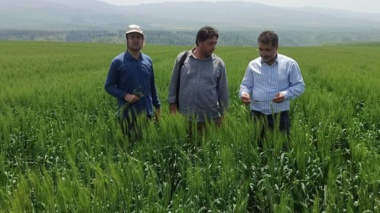 پایش تخصصی مزارع تکثیری گندم و جو در مرحله گل‌دهی