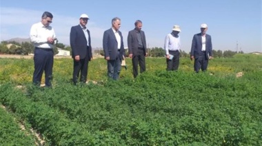 بازدید رئیس مؤسسه تحقیقات اصلاح و تهیه نهال و بذر از ایستگاه تحقیقات کشاورزی طرق مشهد