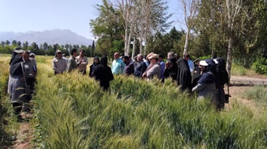 روز مزرعه تعیین ارزش زراعی (vcu) لاین‌های مختلف گندم نان و دوروم و طرح کرت‌های کنترلی گندم
