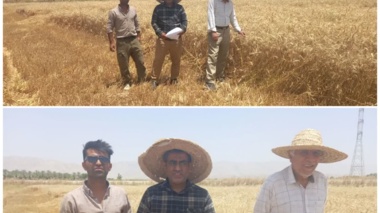 بازدید میدانی پژوهشگران مرکز تحقیقات خوزستان از مزارع گندم بهبهان
