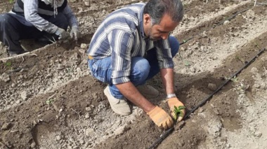 نخستین گام در مسیر دستیابی به ارقام هیبرید