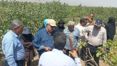 در راستای ارتقای دانش فنی بهره‌برداران و آشنایی با روش‌های نوین باغداری  رویداد «روز مزرعه» برگزار شد.