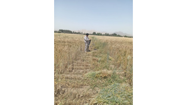 ارزیابی سازگاری ارقام مختلف تریتیکاله در راستای تأمین امنیت علوفه‌ای کشور