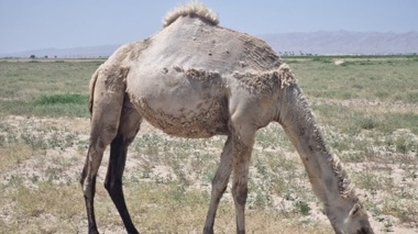 شتر ذبه (دشتی) ذخیره ژنتیکی ارزشمند و راهکار مقابله با بحران خشکسالی در جنوب کشور