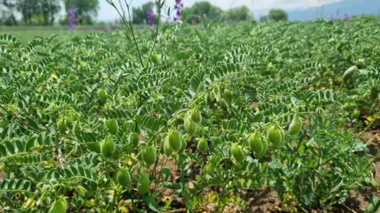 توسعه کشت پاییزه نخود در سرعین؛ راهبردی برای افزایش پایداری تولید در دیم‌زارهای اردبیل