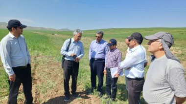 بررسی کیفیت رقم «هشترود» در ایستگاه تحقیقاتی تیکمه‌داش