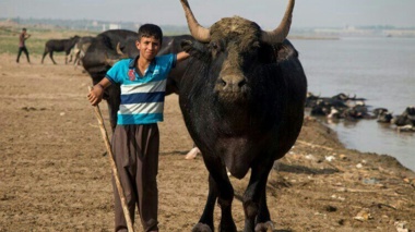 سورگوم علوفه‌ای؛ گزینه‌ای کم‌آب‌بر برای تامین خوراک دام در خوزستان