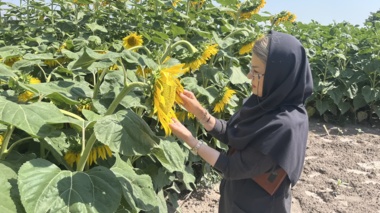 اجرای طرح تحقیقاتی پایش آفت دانه‌‌خوار آفتابگردان در آذربایجان‌غربی