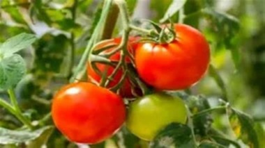 اصلاح گوجه‌فرنگی در دوراهی عملکرد و طعم