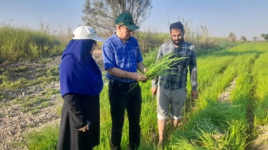 بازدید میدانی رئیس مرکز تحقیقات خوزستان از ایستگاه شاوور؛ تأکید بر ارتقای پژوهش‌های کاربردی و مدیریت بهینه آب