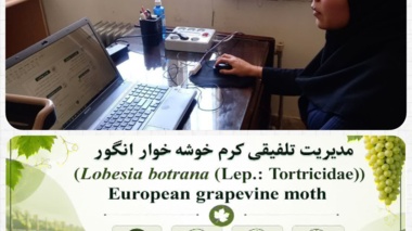 تشریح راهکارهای مدیریت تلفیقی کرم خوشه‌خوار انگور در وبینار آموزشی شبکه آموزش کشاورزی کردستان