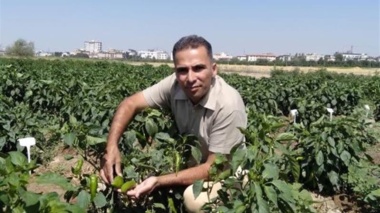 بازسازی ژنتیکی به کمک نشانگرهای مولکولی و اصلاح معکوس