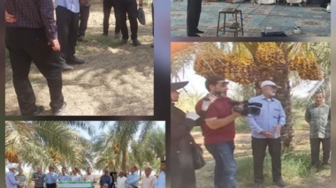 برگزاری کارگاه آموزشی «مدیریت هوشمند آفات خرما» در روستای زرگان ابوفاضل