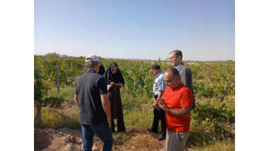 پیگیری عارضه ریزش گل در باغ انگور شاهانی مکی روستای صالح‌آباد شاهرود با مشارکت استادان و محققان