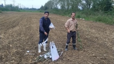 کلزا در شالیزارهای گیلان