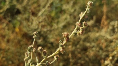 نقش کلیدی بذر گواهی‌شده گونه‌های شورپسند در مدیریت پایدار منابع طبیعی خوزستان