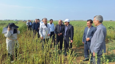 تحول در تولید کنجد ایران؛ از اصلاح‌نژاد برای برداشت مکانیزه تا بازنگری در سیاست‌های قیمتی