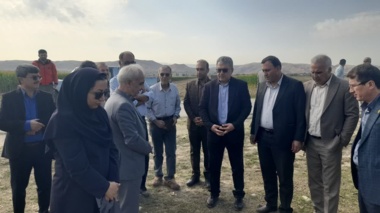 پایش مزارع پنبه شهرستان مانه