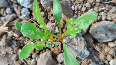 پایش آفات چغندرقند در مزارع ازدیادی مرکز تحقیقات و آموزش کشاورزی و منابع طبیعی صفی‌آباد دزفول