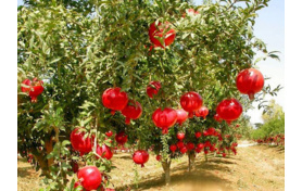 اصلاح باغات انار ساوه نیازمند احداث باغ مادری