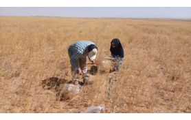برداشت محصول کاملینا از پایلوت آزمایش کشت مستقیم کاملینا در روستای تاج آباد شهرستان آشتیان