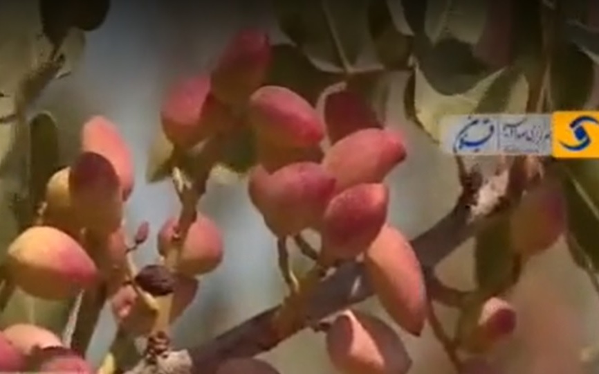 برداشت پسته در قزوین