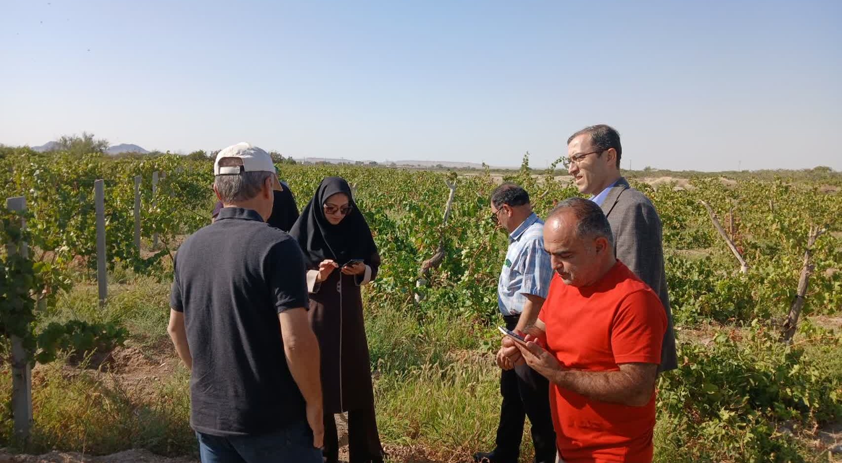 پیگیری عارضه ریزش گل در باغ انگور شاهانی مکی روستای صالح‌آباد شاهرود با مشارکت استادان و محققان