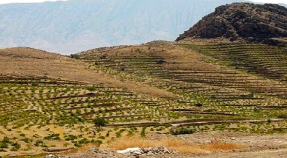 الگوی دیم‌کاری علمی در رضویه مشهد اجرا می‌شود؛ آغاز مسیر ارتقای بهره‌وری اراضی کم‌بارش با مدیریت نوین آب و خاک