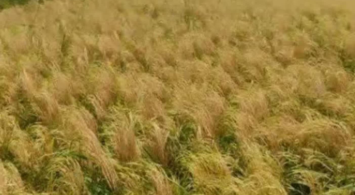 ثبت عملکرد ۶ تنی رقم «توکا» در نخستین برداشت مزرعه الگویی رودسر